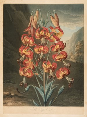 Lot 222 - Ward (William). The Supurb Lily, Dr Thornton, June 1st. 1799