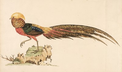 Lot 666 - Hayes (William). A Natural History of British Birds, 1771-75