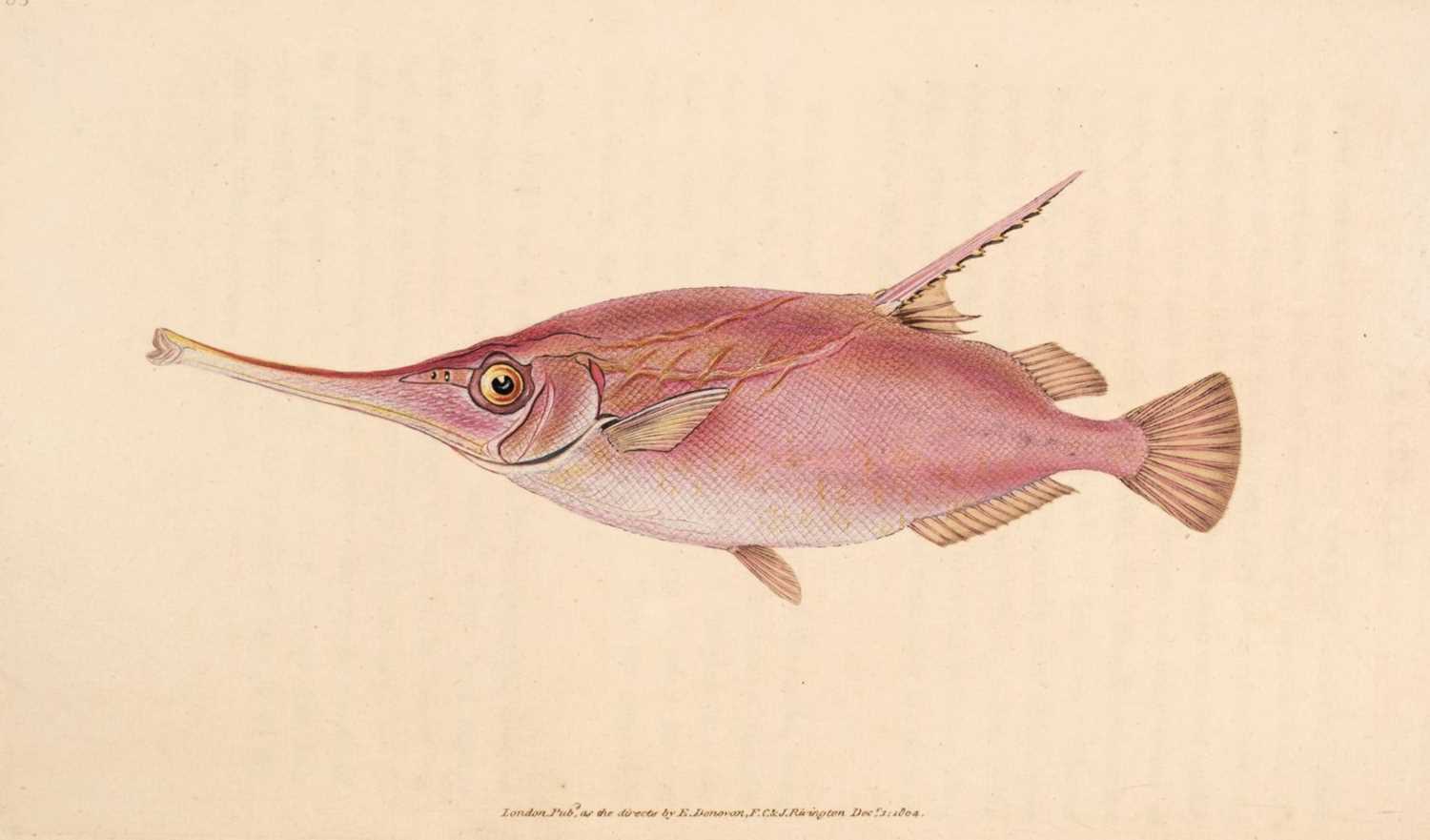 Lot 57 - Donovan (Edward). The Natural History of British Fishes, 5 volumes, 1808