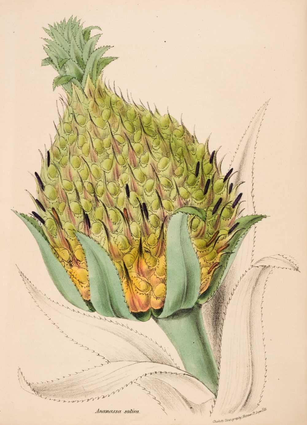 Lot 640 - Burnett (Mary). Plantae Utiliores; or Illustrations of Useful Plants, vols. 1 & 2 (of 4), 1842-45