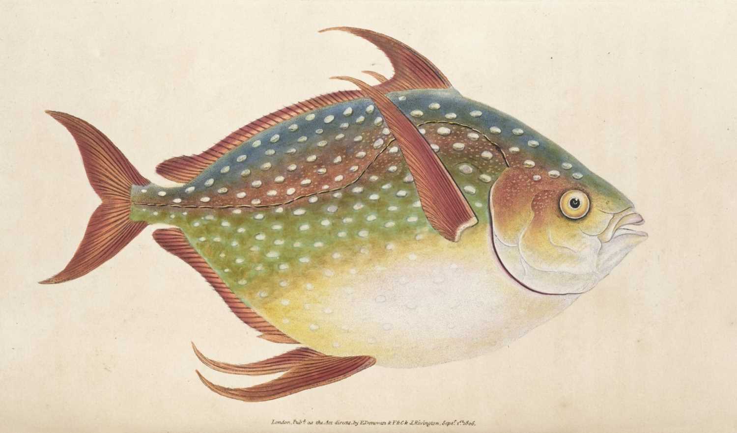 Donovan Shell Lot 653 - Donovan (Edward). The Natural History of