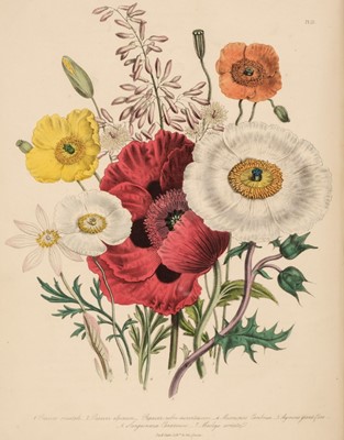 Lot 671 - Loudon (Jane). [Ladies' Flower Garden of Ornamental Perennials, London: William Smith, 1841(?)]