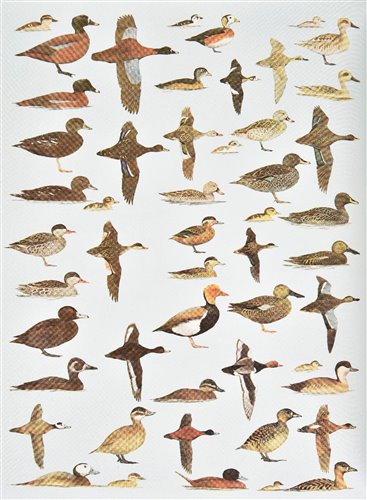 Lot 160 - Woodcock, Martin, illustrator