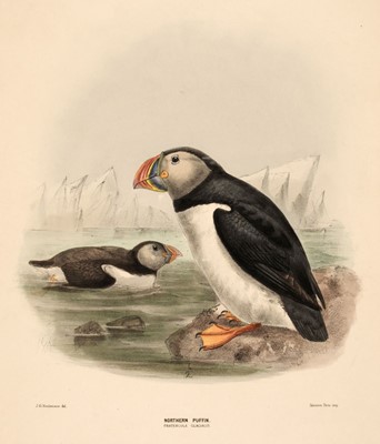 Lot 175 - Keulemans (John Gerrard). A Collection of 32 lithographs, circa 1870