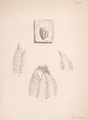 Lot 521 - Darwin (Charles). A Monograph of the Fossil Lepadidae, 2 volumes, 1851-54