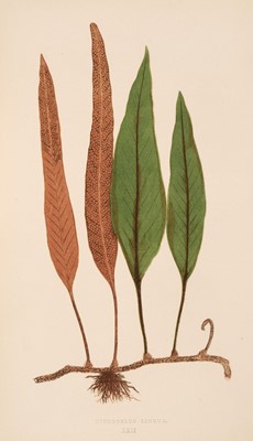 Lot 584 - Lowe (Edward Joseph). Ferns: British and Exotic, 8 volumes, 1st edition, 1856-60