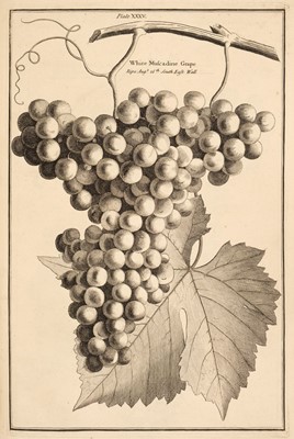 Lot 669 - Langley (Batty). Pomona: or, the Fruit-Garden Illustrated..., 1729