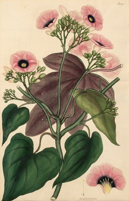 Lot 634 - Andrews (Henry). Botanist's Repository, volume 10, 1803-04