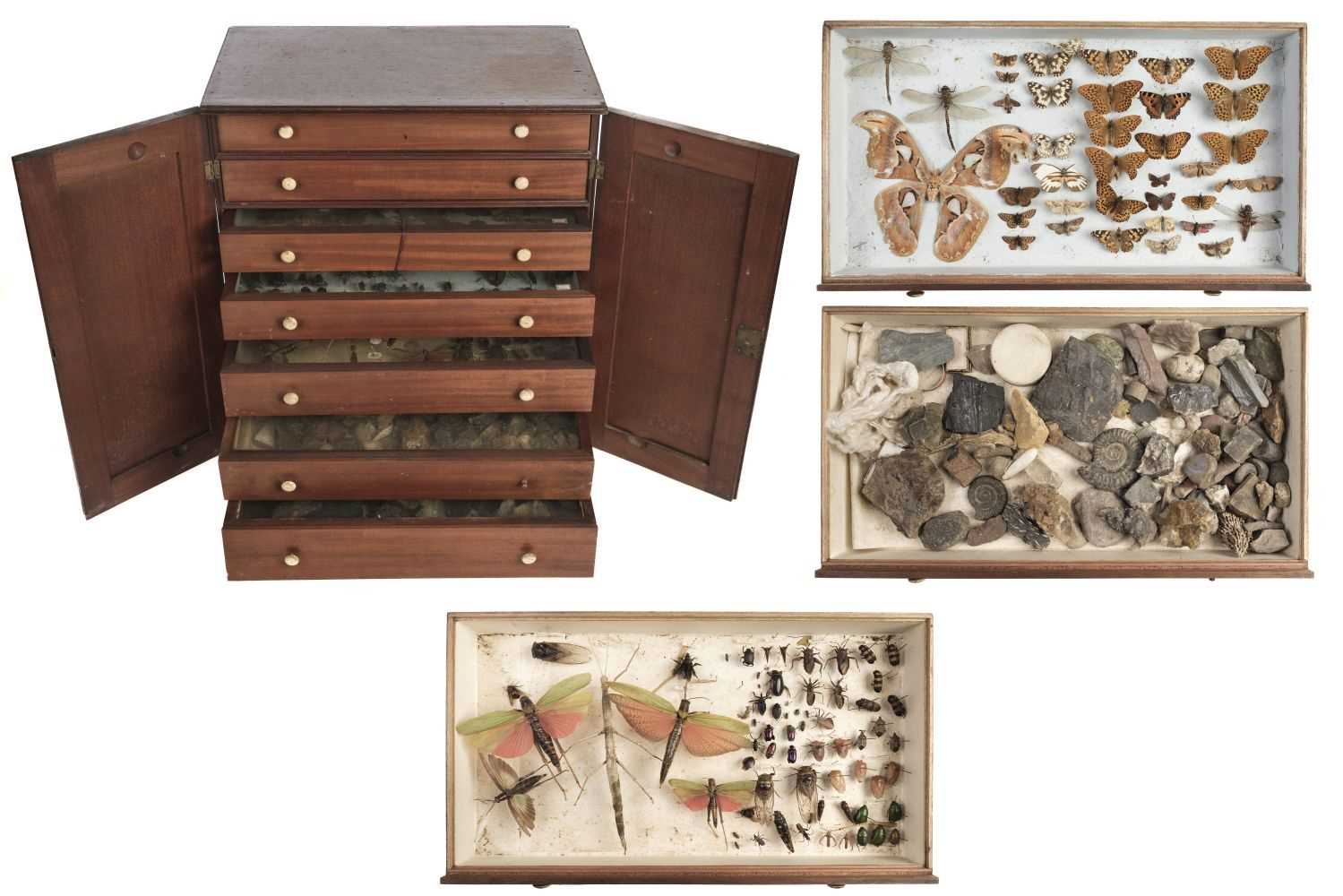 Lot 569 - Specimen Cabinet. A Victorian mahogany 7 drawer specimen cabinet and contents