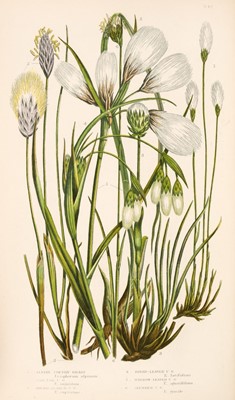 Lot 603 - Pratt (Anne). The British Grasses and Sedges, 1859