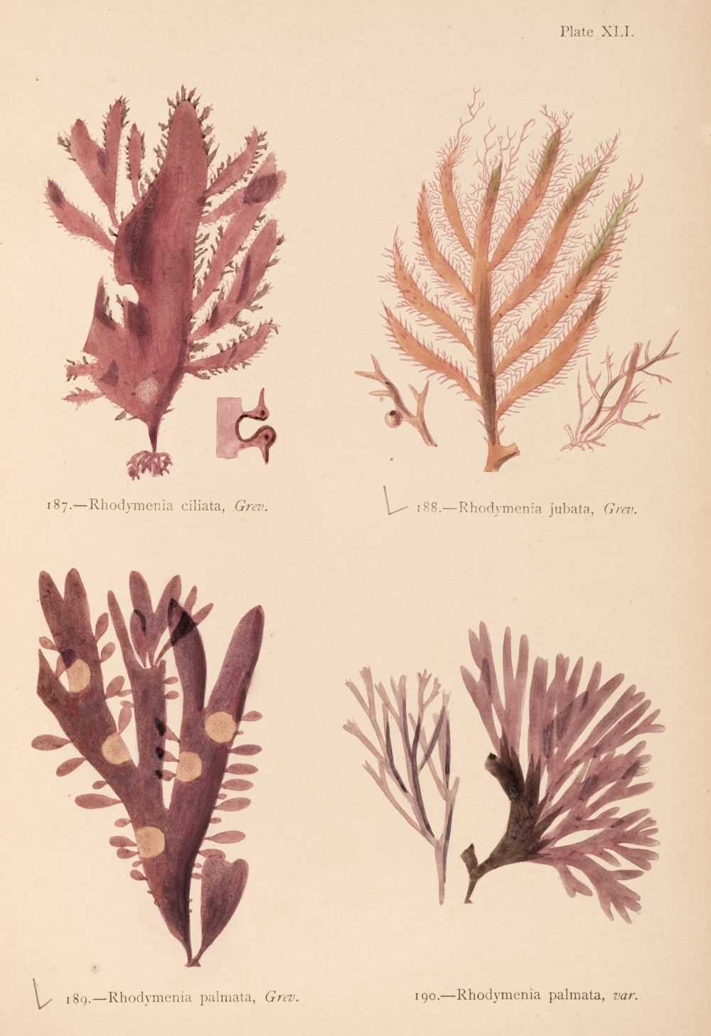 Lot 565 - Gatty (Mrs Alfred). British Sea-Weeds, 2 volumes, 1872