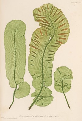 Lot 594 - Moore (Thomas). Nature-Printed British Ferns, 2 volumes, 1st octavo edition, 1859