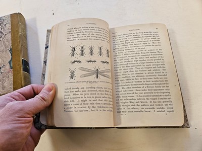 Lot 507 - Bates (Henry Walter). The Naturalist on the River Amazons, 2 vols, 1st edition, 1863