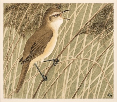 Lot 661 - Gillmor (Robert, 1936-2022). Great Reed Warbler, watercolour