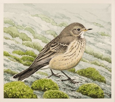 Lot 659 - Gillmor (Robert, 1936-2022). Buff-bellied pipit, watercolour