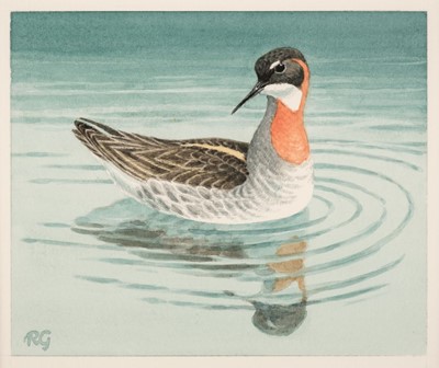 Lot 664 - Gillmor (Robert, 1936-2022). Red-necked phalarope, watercolour