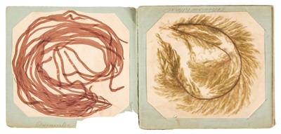 Lot 604 - Pressed Algae. A booklet containing 21 mounted algae specimens, c. 1840s