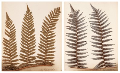 Lot 681 - Pressed Ferns. New Zealand Ferns [so titled on upper cover], 1860s