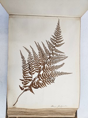 Lot 681 - Pressed Ferns. New Zealand Ferns [so titled on upper cover], 1860s