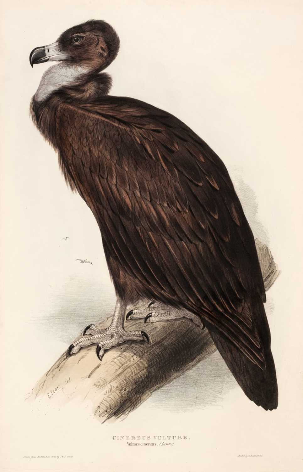 Lot 161 - Lear (Edward). Cinereus Vulture from Gould's Birds of Europe, 1832-37