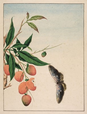 Lot 246 - Chinese Export School. Branch of a Chinese fruit tree and butterfly, circa 1820-30