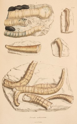 Lot 66 - Sowerby (James). The Mineral Conchology of Great Britain, complete set, 7 in 6 vols, 1812-46