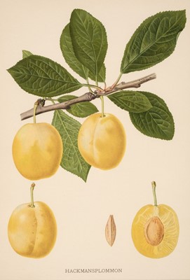 Lot 131 - Botany. A collection of approximately 320 prints, mostly 19th and early 20th century