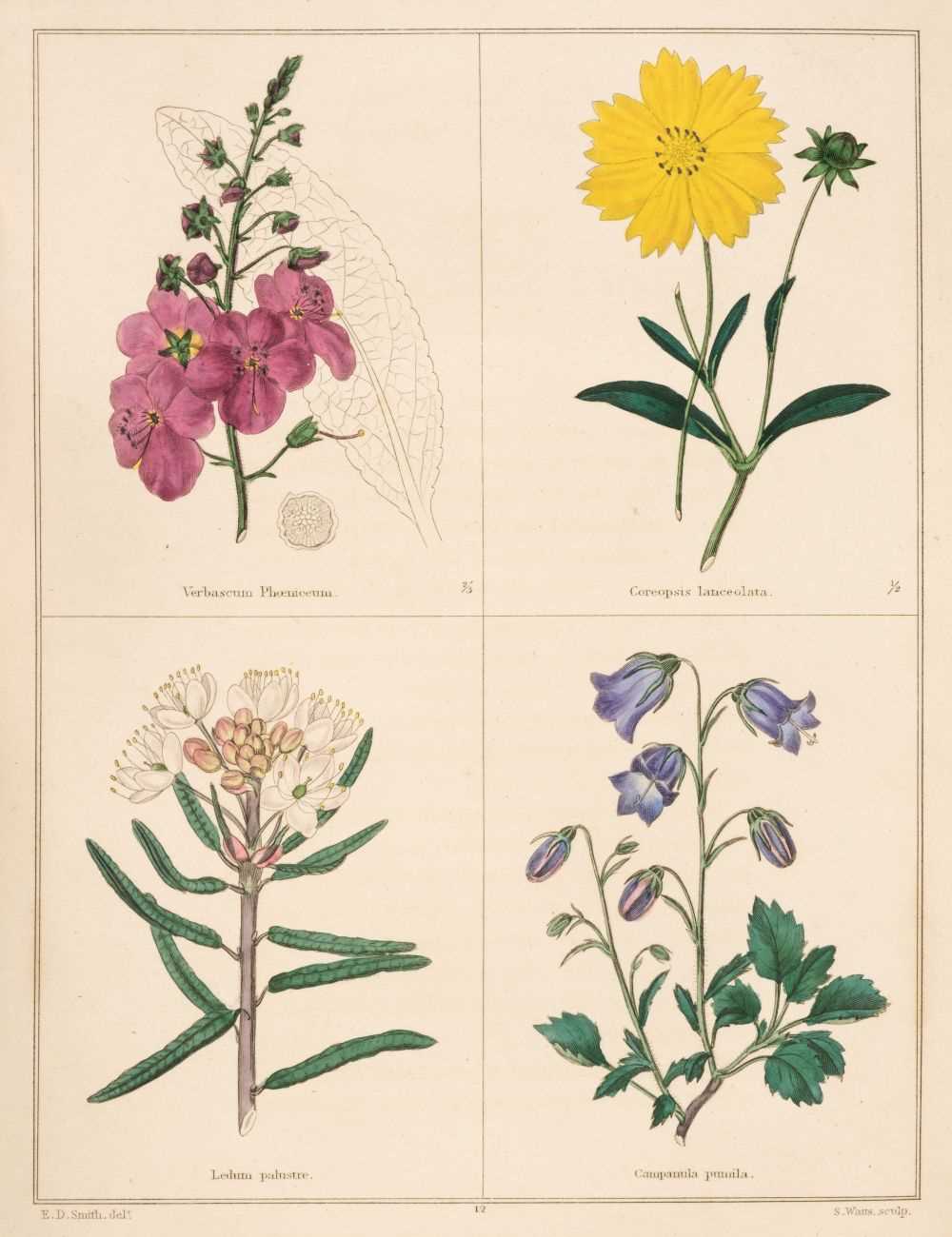 Lot 61 - Maund (Benjamin). The Botanic Garden, 1825-51