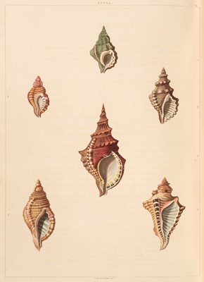 Lot 64 - Perry (George). Conchology, or the Natural History of Shells..., London: William Miller, 1811