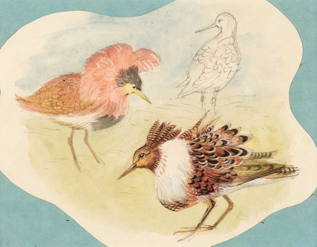 Lot 184 - Sharrocks (Alfred Burgess, 1919-1988). Ruffs, circa 1950, watercolour and pencil