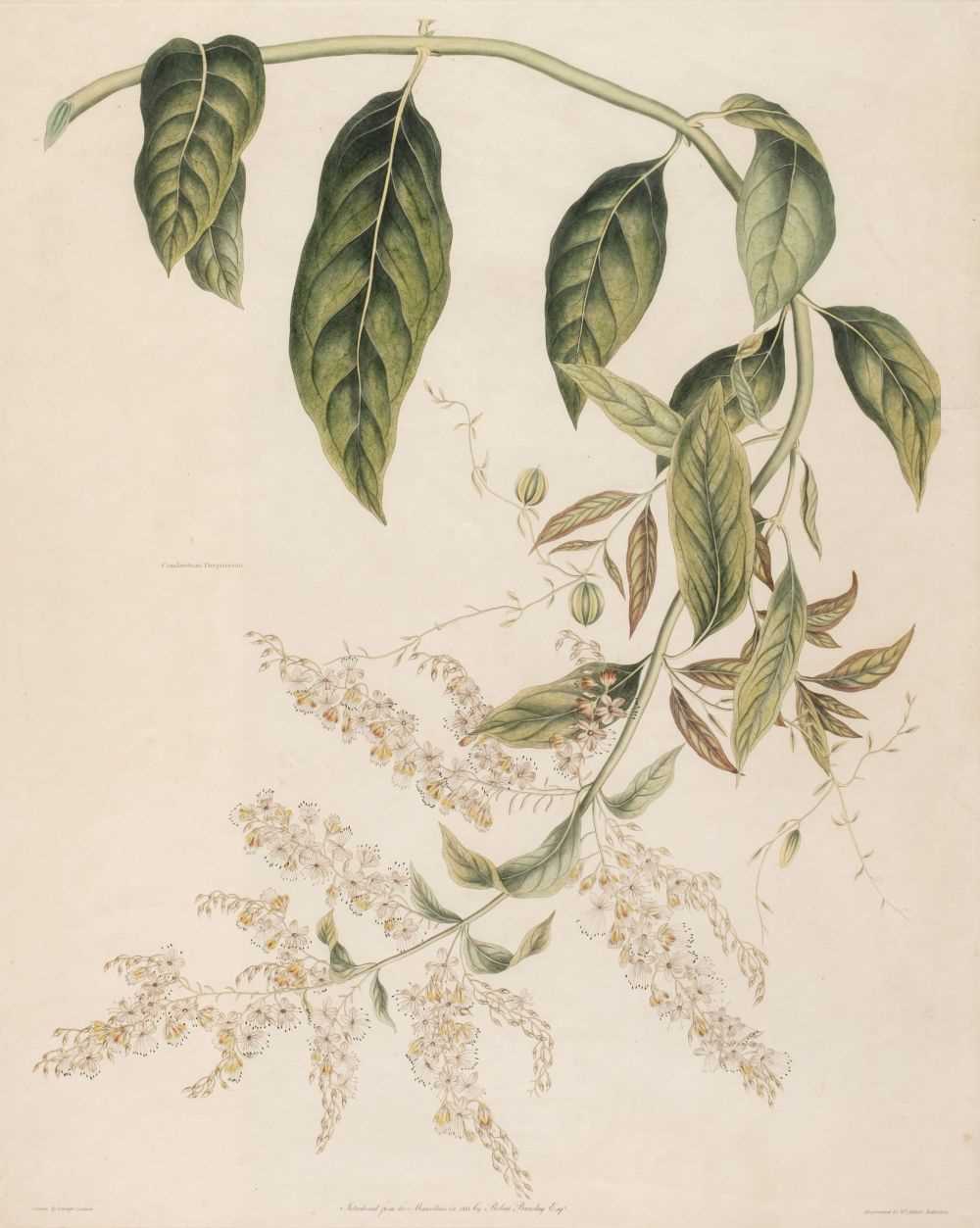 Lot 155 - Graves (George, 1774-1839). Combretum Purpureum, circa 1815-20..., and others