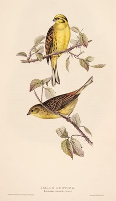 Lot 212 - Gould (J. & E.). A collection of 23 lithographs of Buntings and Larks [1832 - 37]