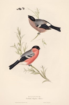 Lot 211 - Gould (J. & E.). A collection of 14 Finches and Linnets [1832 - 37]