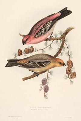 Lot 210 - Gould (J. & E.). A collection of 12 Crossbills and Nuthatches [1832 - 37]