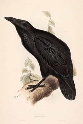 Lot 207 - Lear (Edward). Raven, Carrion Crow [and] Chough [1832 - 37]