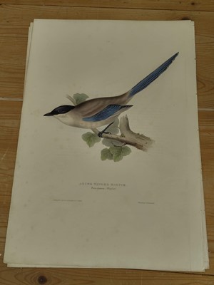 Lot 207 - Lear (Edward). Raven, Carrion Crow [and] Chough [1832 - 37]