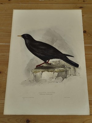 Lot 207 - Lear (Edward). Raven, Carrion Crow [and] Chough [1832 - 37]