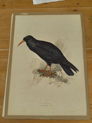 Lot 207 - Lear (Edward). Raven, Carrion Crow [and] Chough [1832 - 37]