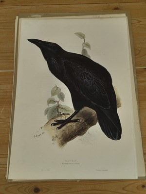 Lot 207 - Lear (Edward). Raven, Carrion Crow [and] Chough [1832 - 37]