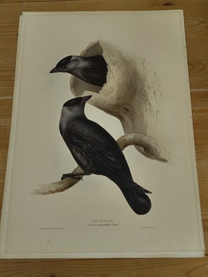 Lot 207 - Lear (Edward). Raven, Carrion Crow [and] Chough [1832 - 37]