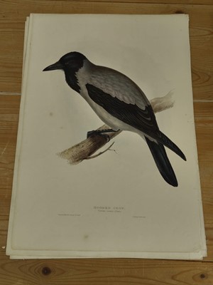 Lot 207 - Lear (Edward). Raven, Carrion Crow [and] Chough [1832 - 37]