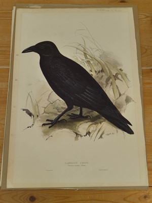 Lot 207 - Lear (Edward). Raven, Carrion Crow [and] Chough [1832 - 37]