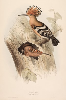 Lot 213 - Gould (J. & E.). A Collection of nine lithographs of Hoopoe, Woodpeckers and Cuckoos [1832 - 37]