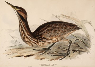 Lot 218 - Lear (Edward). Freckled Bittern. Botaurus lentiginosus: (Steph:), [1832 - 37]