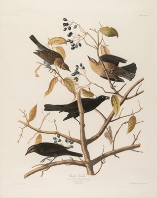 Lot 192 - Audubon (John James). Rusty Grakle. Quiscalus Ferrugineus. Bonap..., London: Robert Havell, 1833