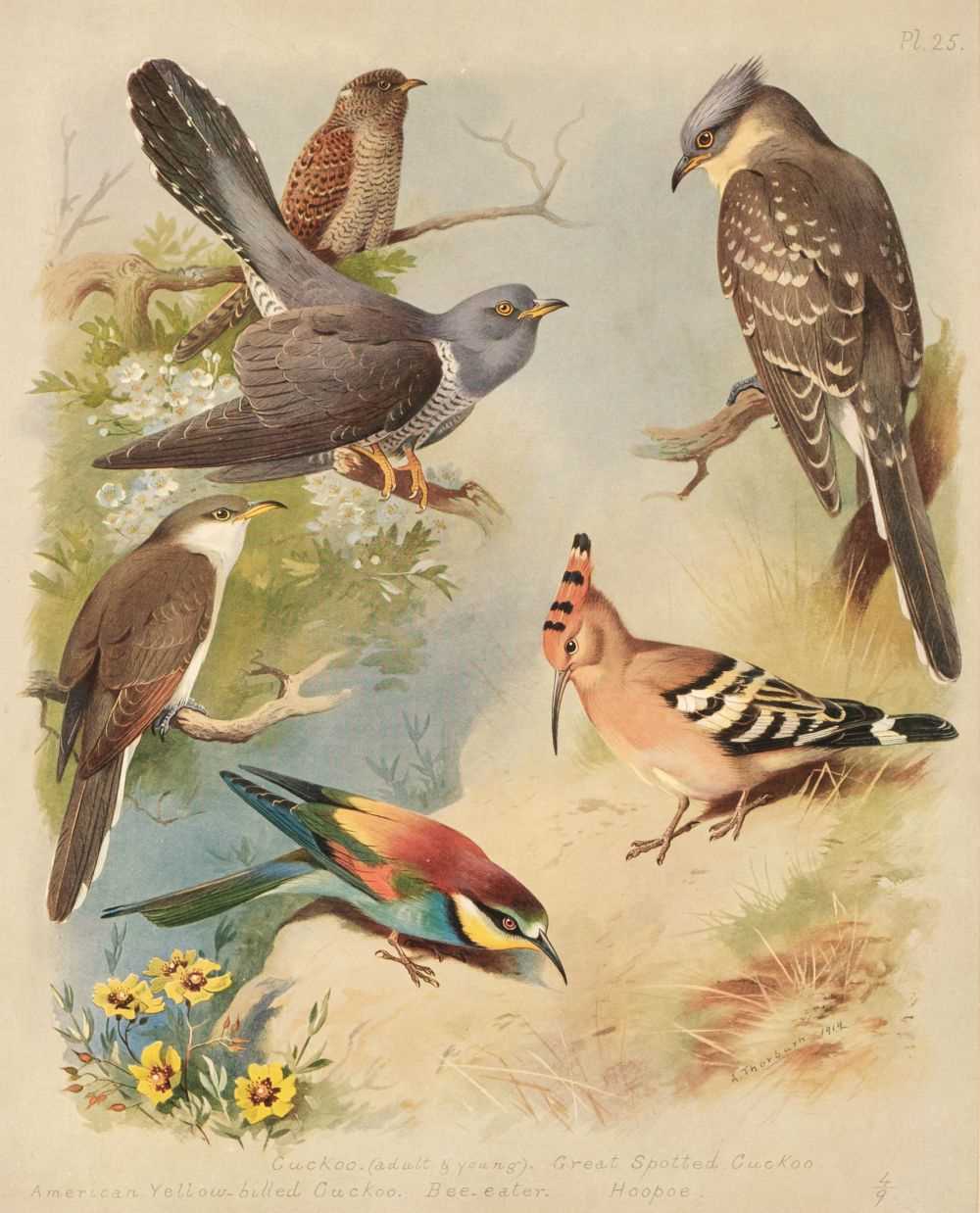 Lot 71 - Thorburn (Archibald). British Birds, 4 volumes, London: Longmans, Green and Co., 1915-16