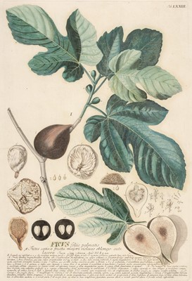 Lot 202 - Ehret (Georg Dionysius). Six botanical engravings, [1750 - 73]