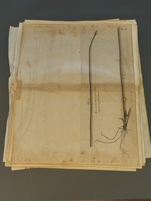 Lot 202 - Ehret (Georg Dionysius). Six botanical engravings, [1750 - 73]