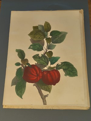 Lot 202 - Ehret (Georg Dionysius). Six botanical engravings, [1750 - 73]