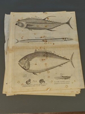 Lot 202 - Ehret (Georg Dionysius). Six botanical engravings, [1750 - 73]
